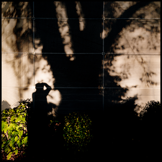Tree Shadow with Photographer II - ID 004873