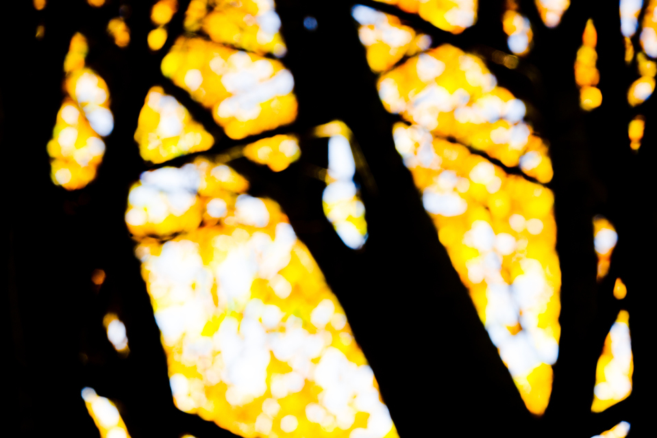 Golden Trees II - ID 004876