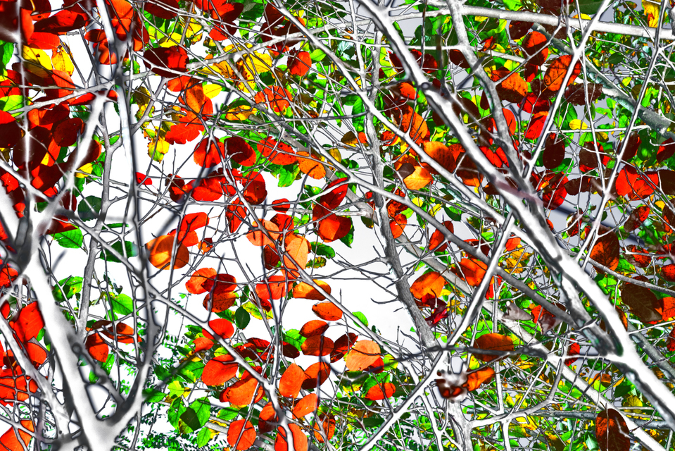 Red Green Leaves Variant I - ID 004878