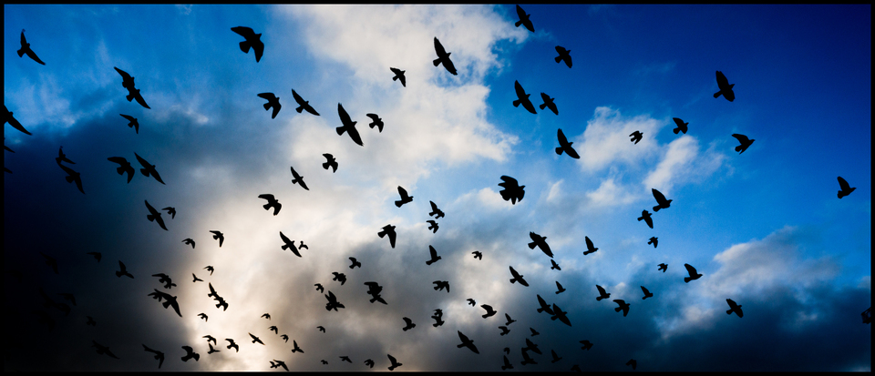 Birds II - ID 004888