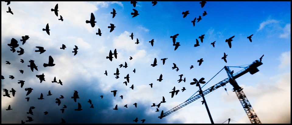 Birds III - ID 004889