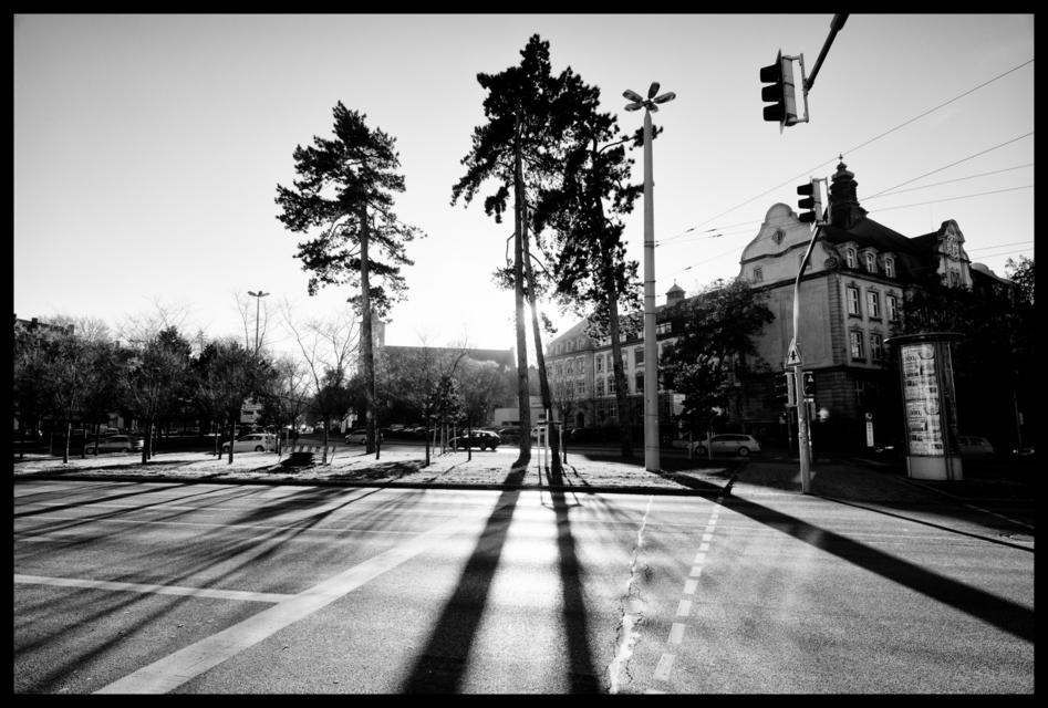 Street Trees - ID 004903