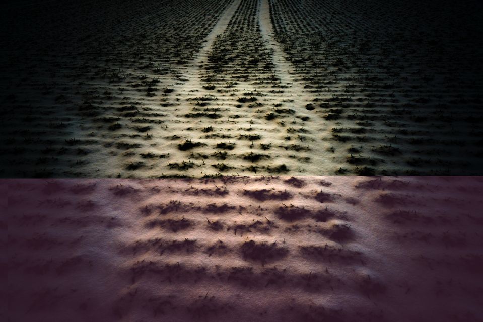 Snow Color II - ID 005031