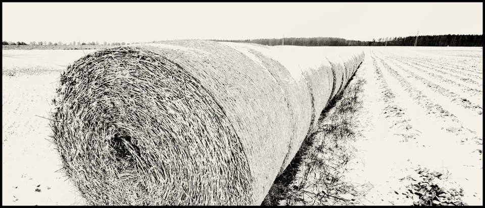 Big Rolls II - ID 005057