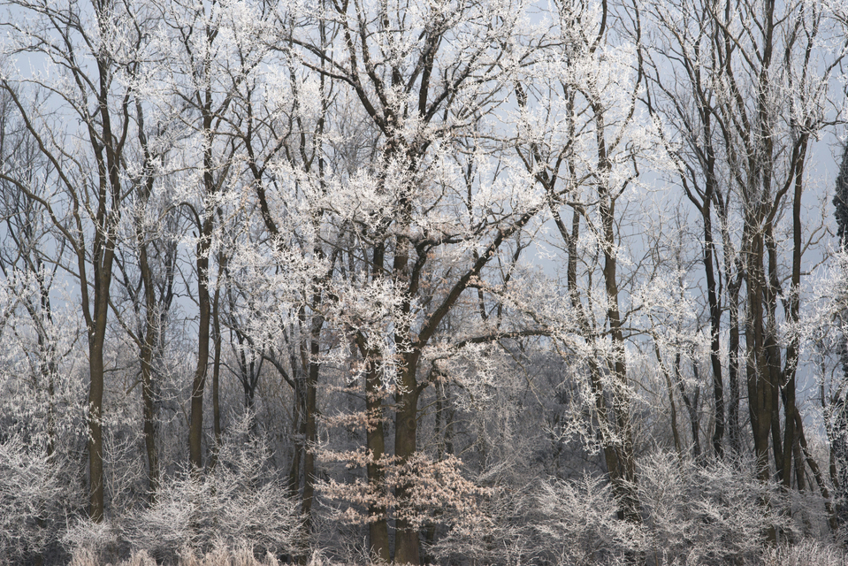 Winter Trees I - ID 005061
