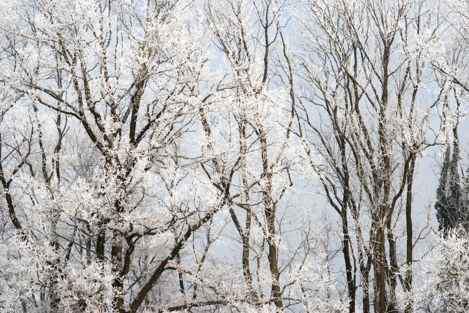 Winter Trees II - ID 005062