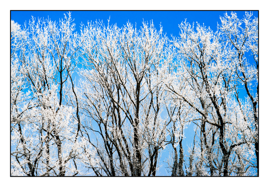 Winter Trees III - ID 005063