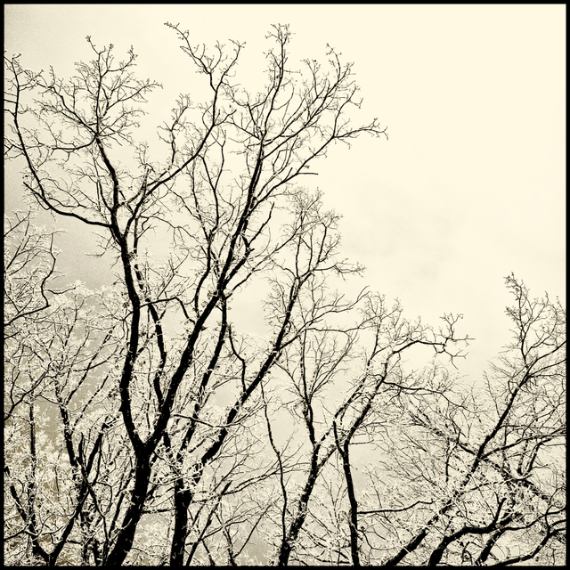 Winter Trees VI - ID 005066