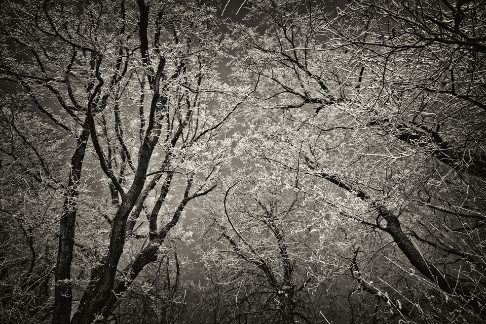 Winter Trees VIII - ID 005068