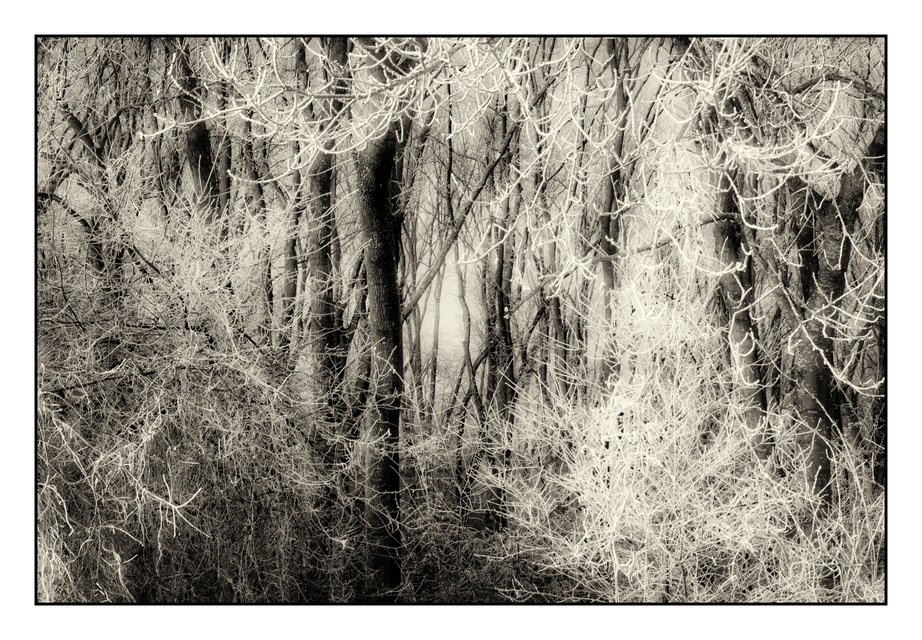 Winter Trees XI - ID 005071