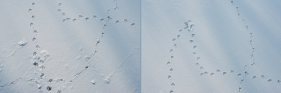 Traces in Snow A and B - ID 005075