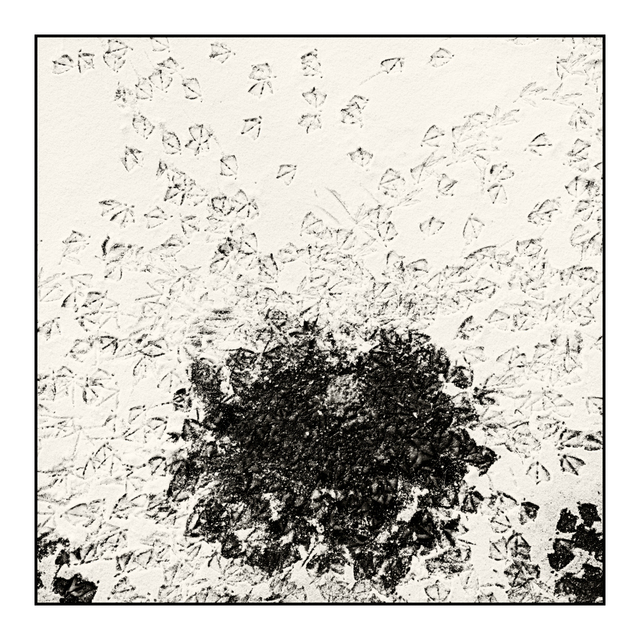 Traces in Snow II - ID 005077