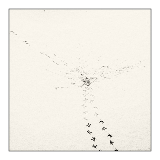 Traces in Snow III - ID 005078