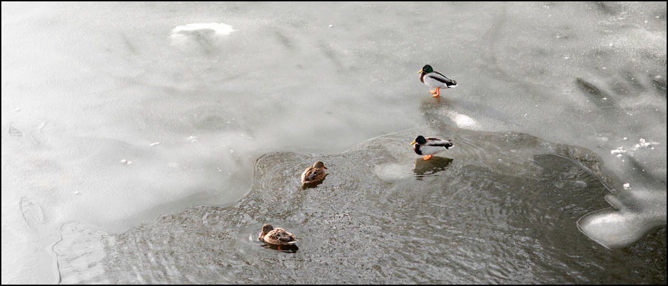 Two Couples - ID 005082