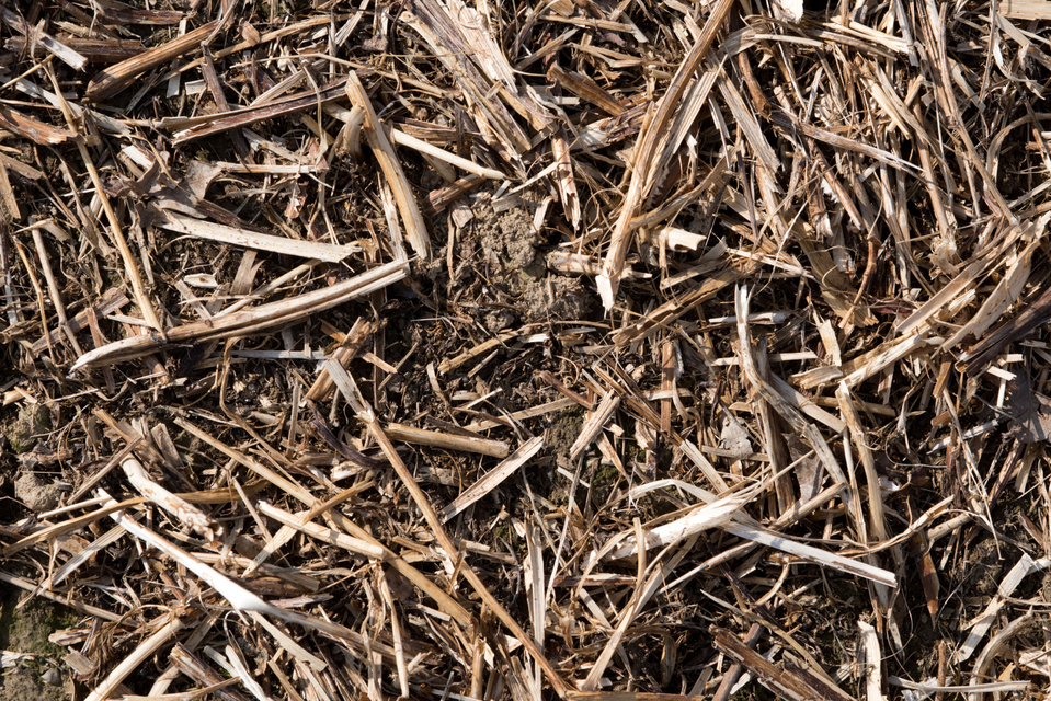 Long after the Harvest II - ID 005135