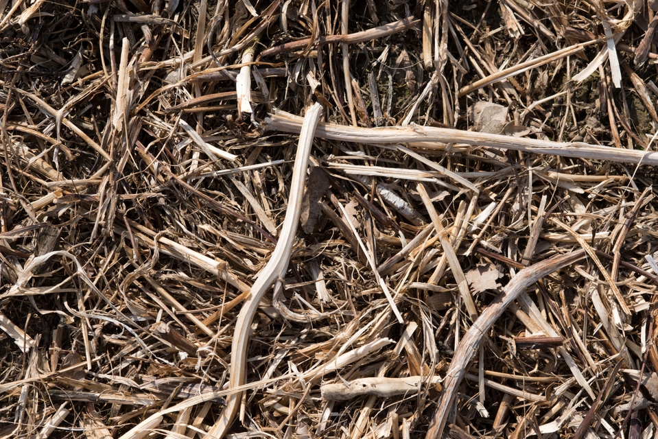 Long after the Harvest III - ID 005136