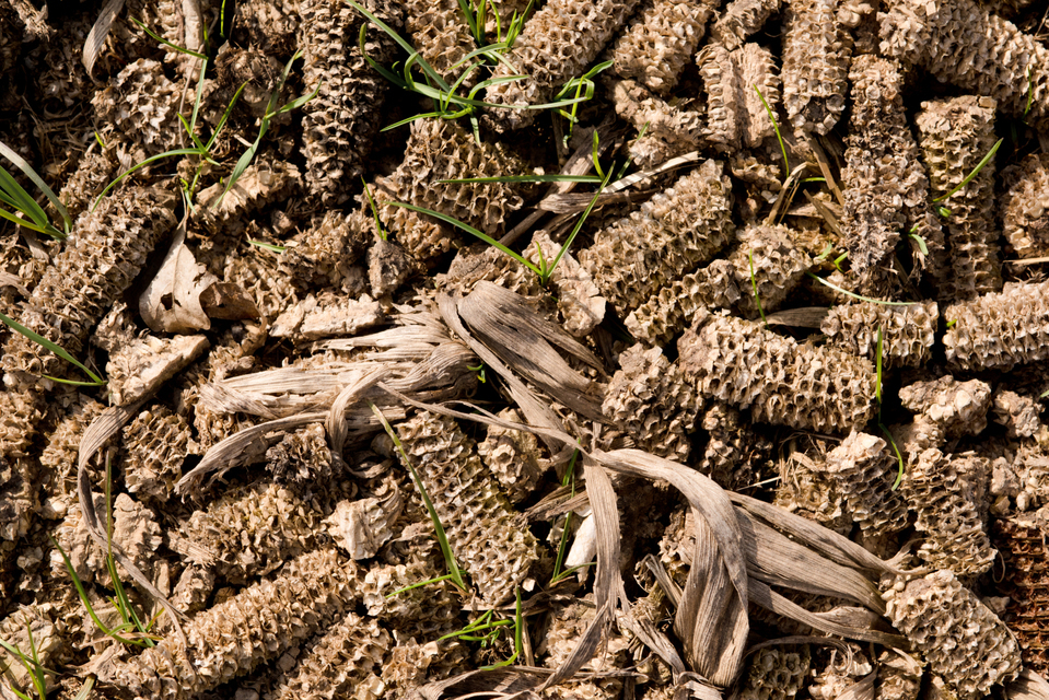 Long after the Harvest IV - ID 005137