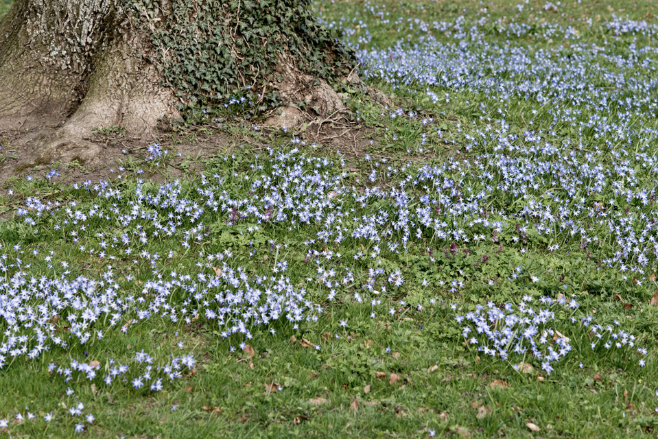 First new Green I - ID 005139