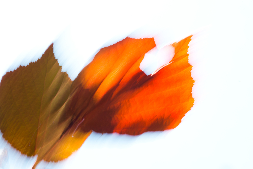 Leaf in Sun I - ID 005260