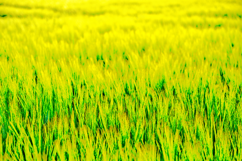 Summer Corn II - ID 005277