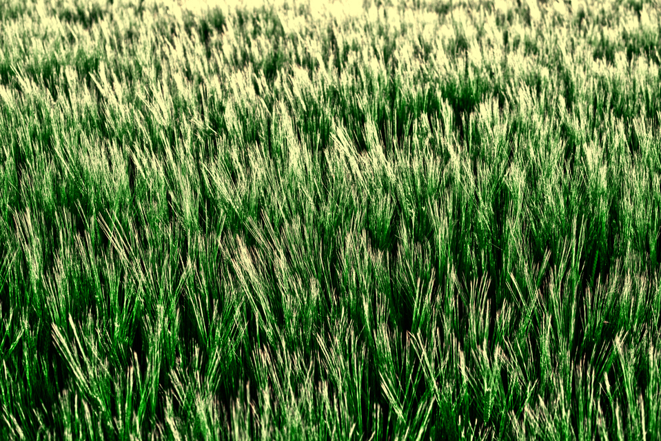 Summer Corn III - ID 005278