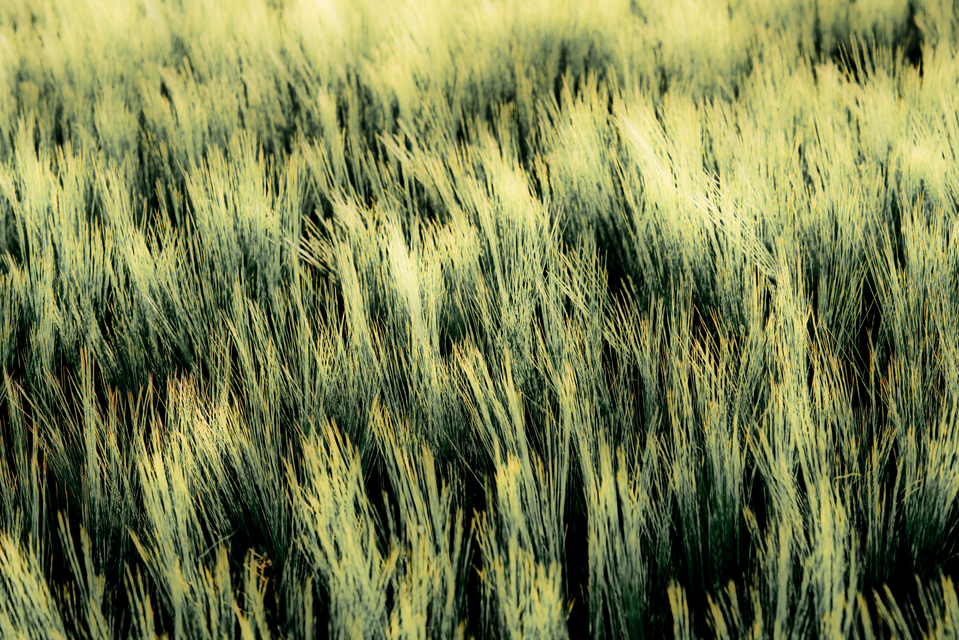 Summer Corn IV - ID 005279