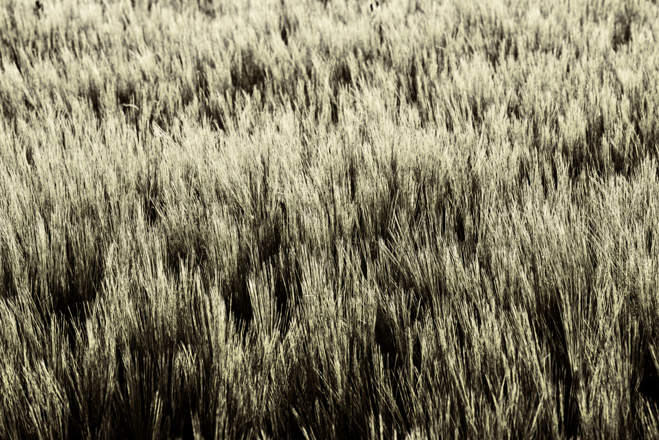 Summer Corn V - ID 005280