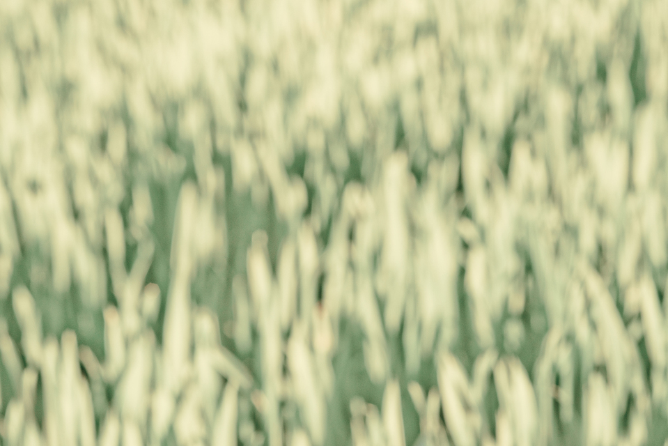 Summer Corn VI - ID 005281