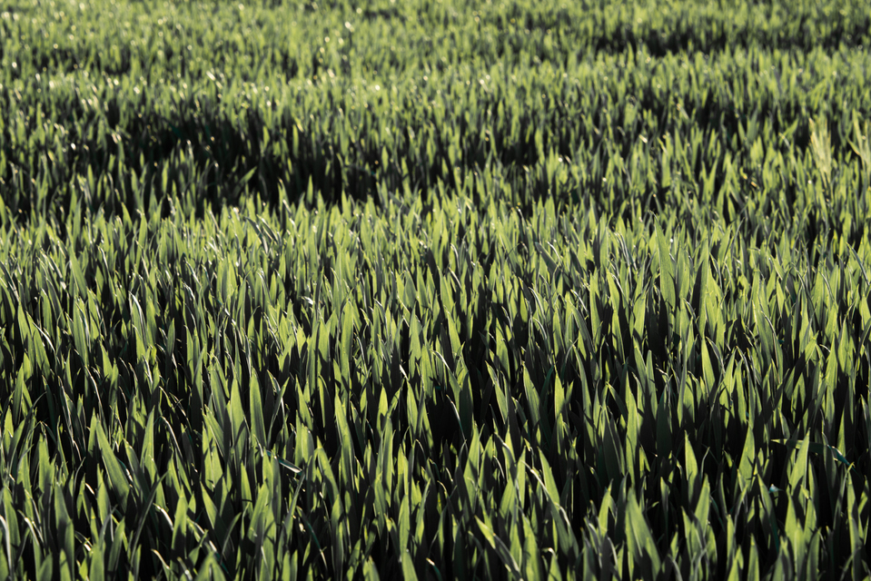 Summer Corn VIII - ID 005283