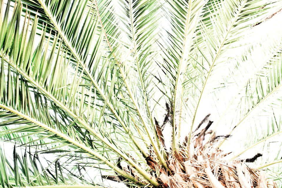 Corduba Trees II - ID 005396