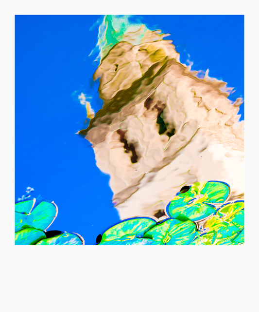 Water Lily Pond I - ID 005490