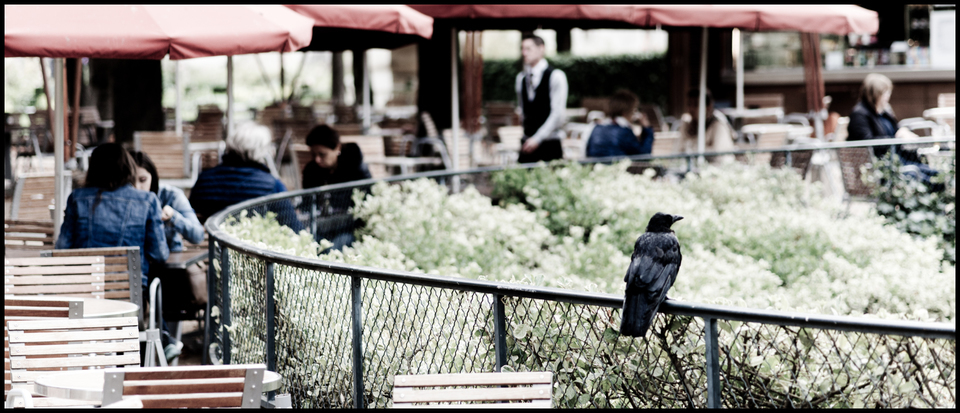 The Raven - ID 005624