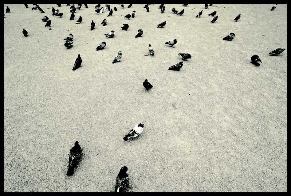 Doves II - ID 005683