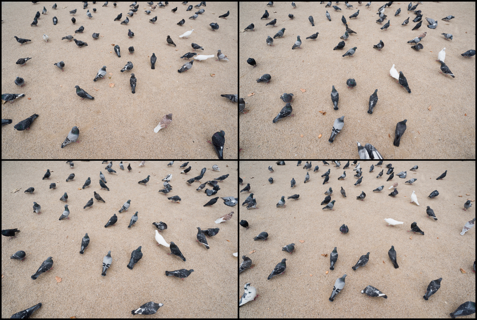 Doves III - ID 005684