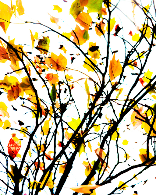 Leaving Leafs - ID 005897