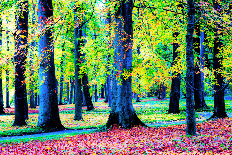 Falling Leafs - ID 005901