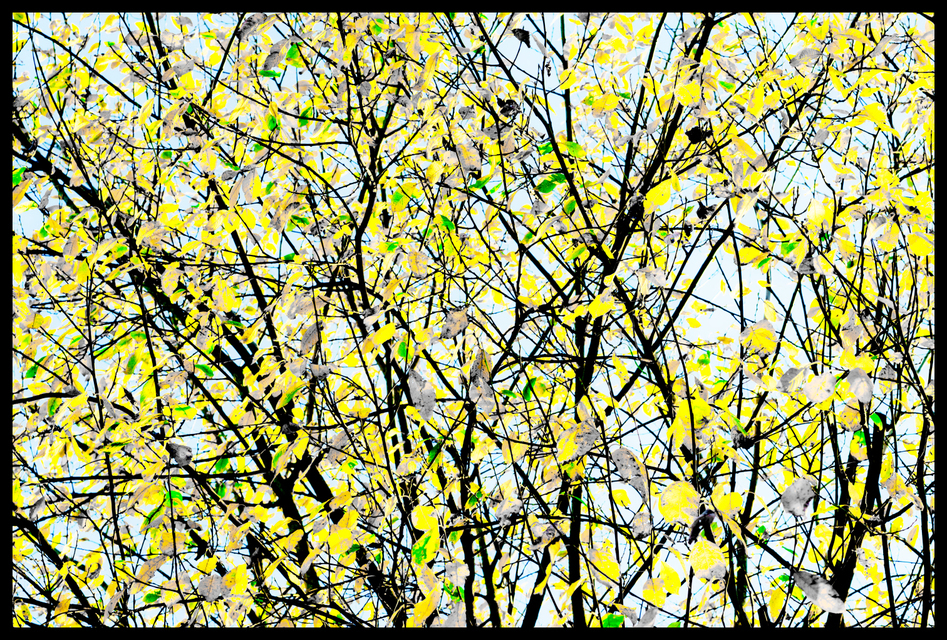 Some Green Still - ID 005909