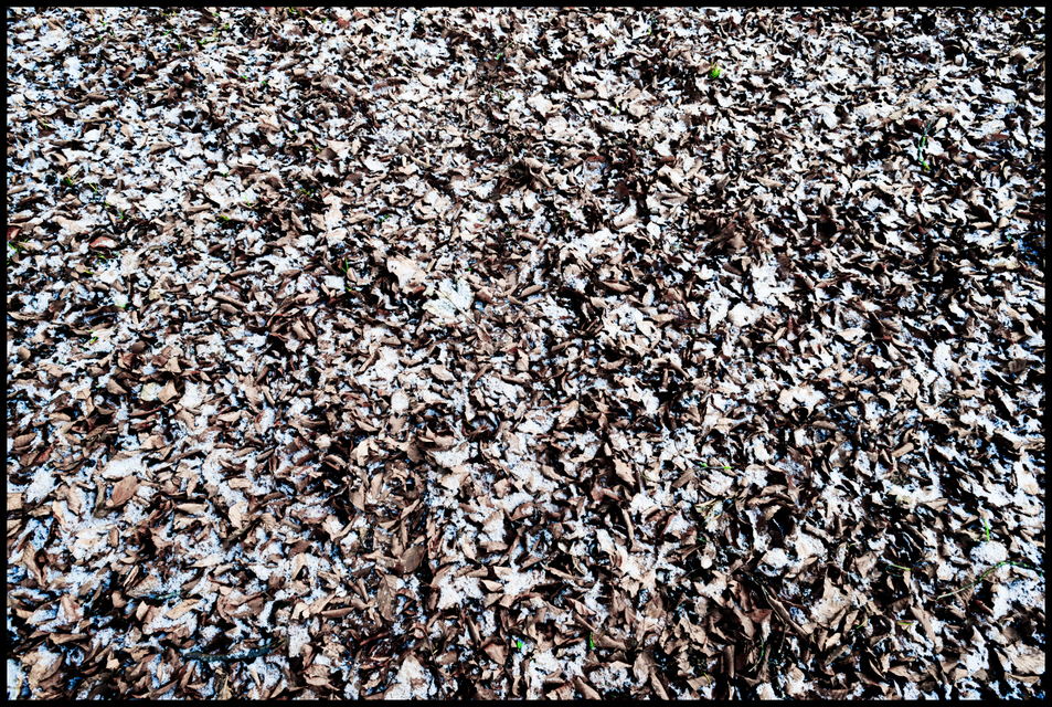 First Snow on Leafs - ID 005917