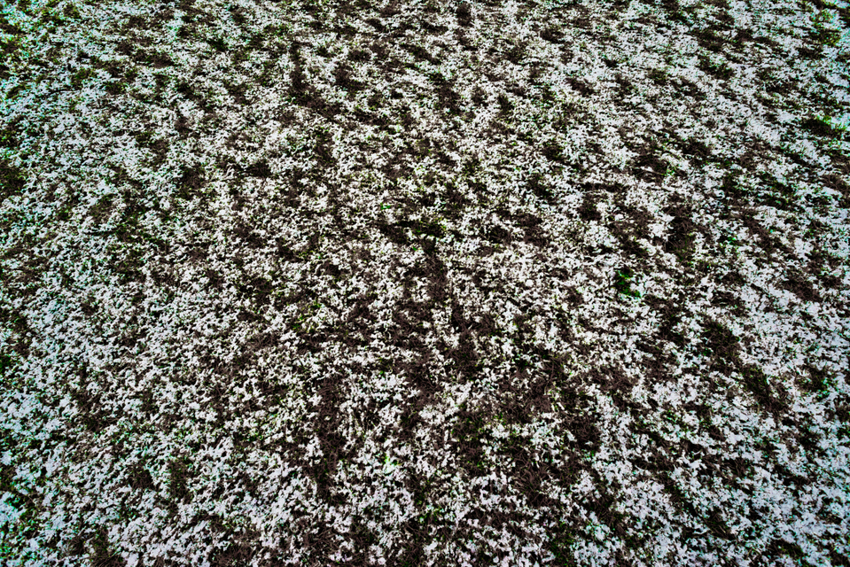 Partial Snow on Dark Grass II - ID 005937