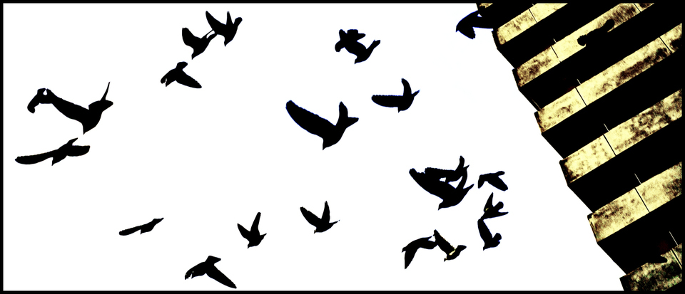 Dark Formation - ID 005952