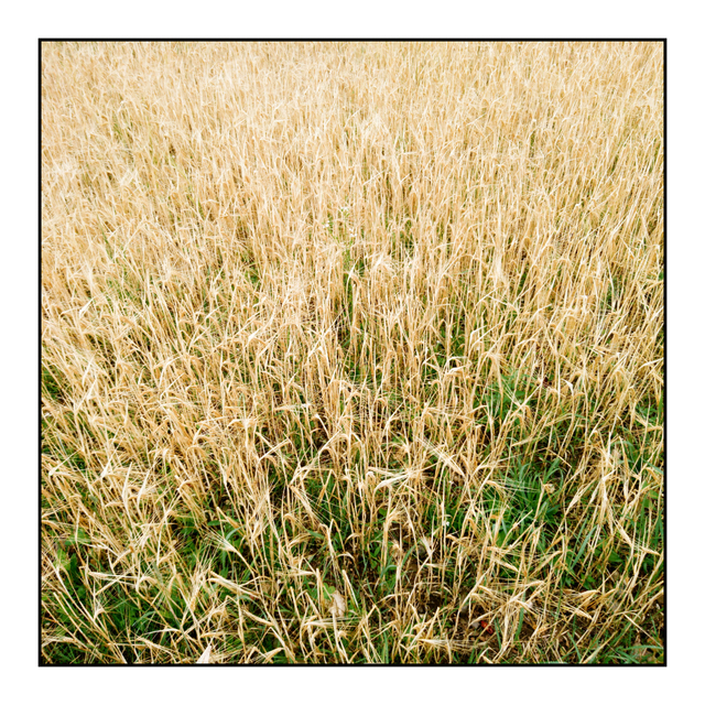 Wheat Field - ID 005961