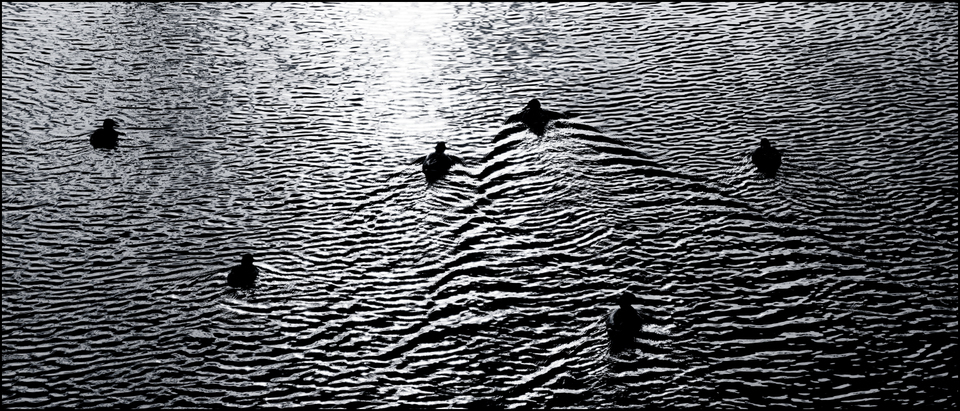 Water XXXIII - ID 006022