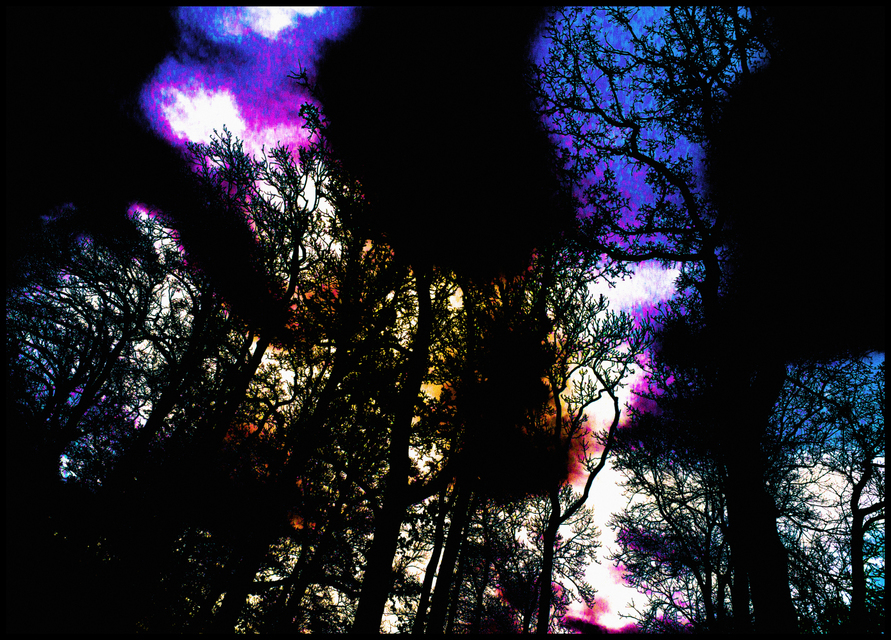 Witchcraft Forest - ID 006078