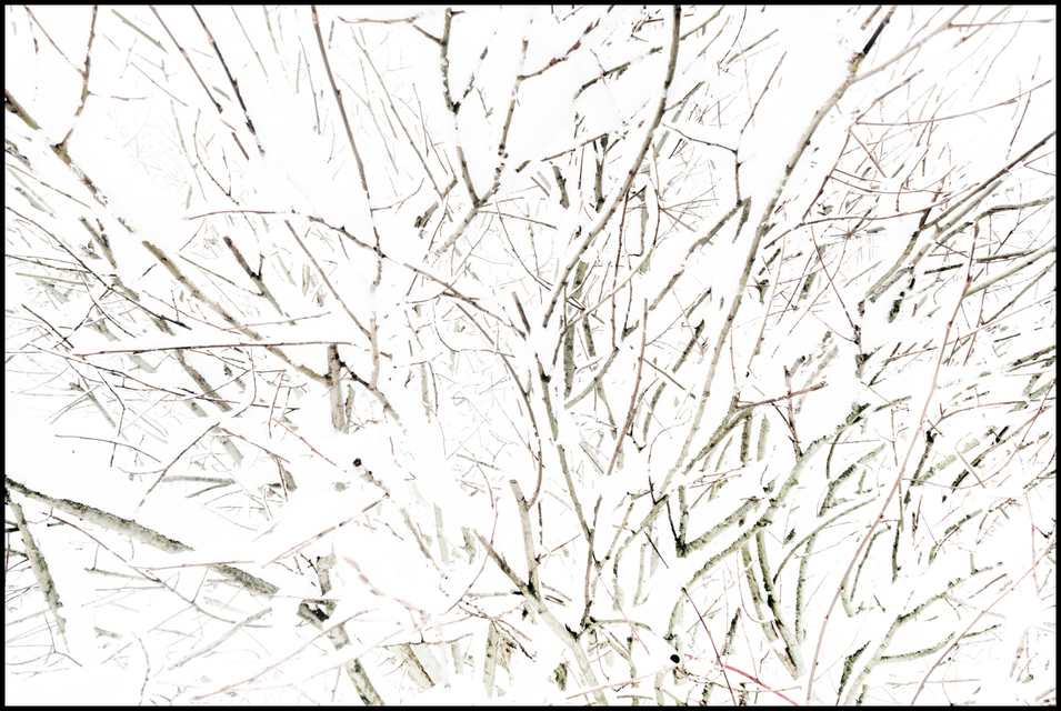 Snow Bush I - ID 006079