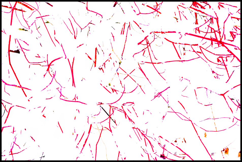 Snow Bush II - ID 006080