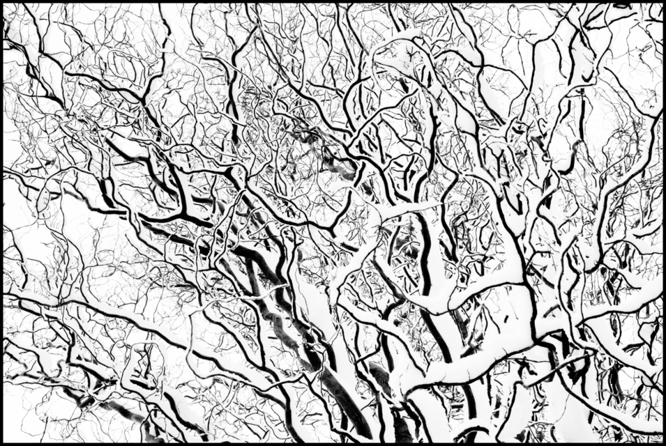 Curly Tree - ID 006081