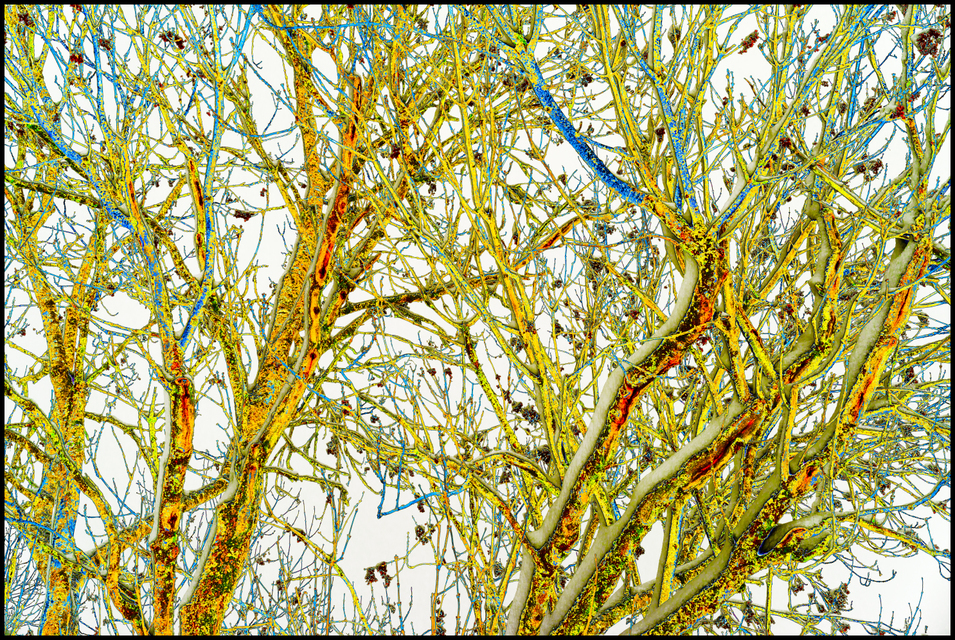 Tree Art - ID 006084