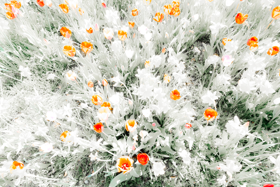 Bright I - ID 006110