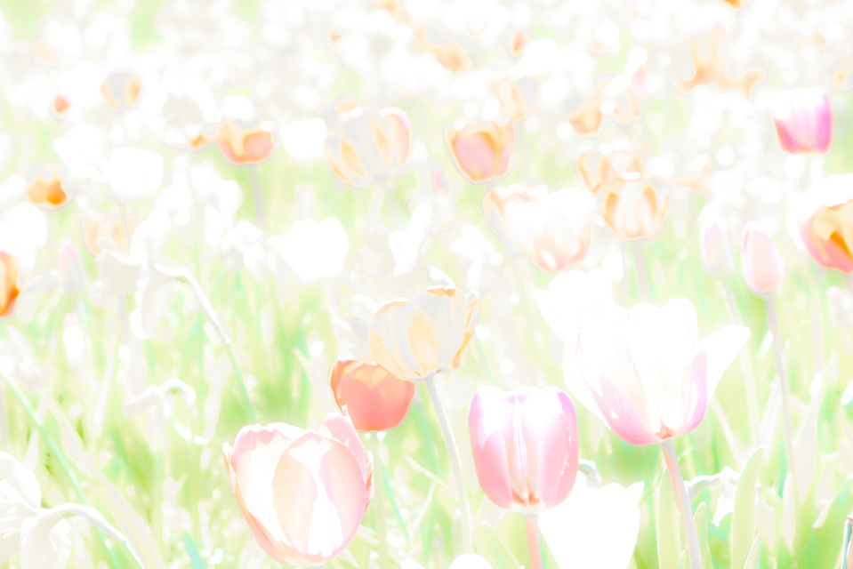 Bright III - ID 006115