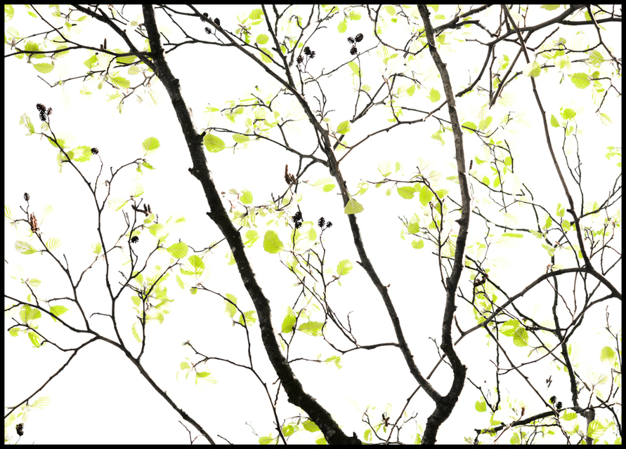 First Foilage - ID 006121